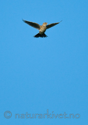 BB 11 0109 / Alauda arvensis / Sanglerke